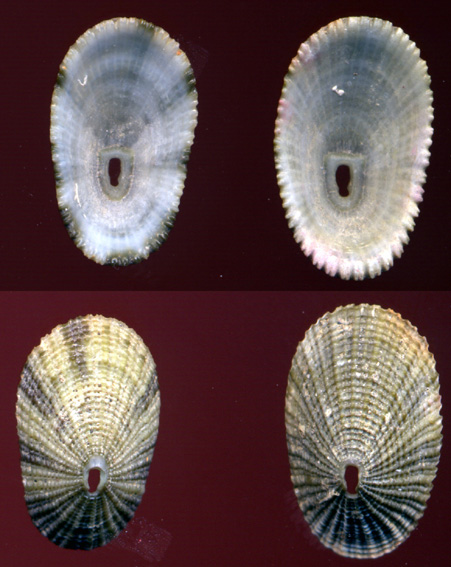 Diodora dorsata?